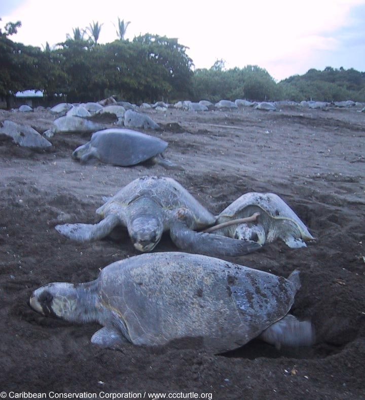 Olive Ridely Sea Turtles